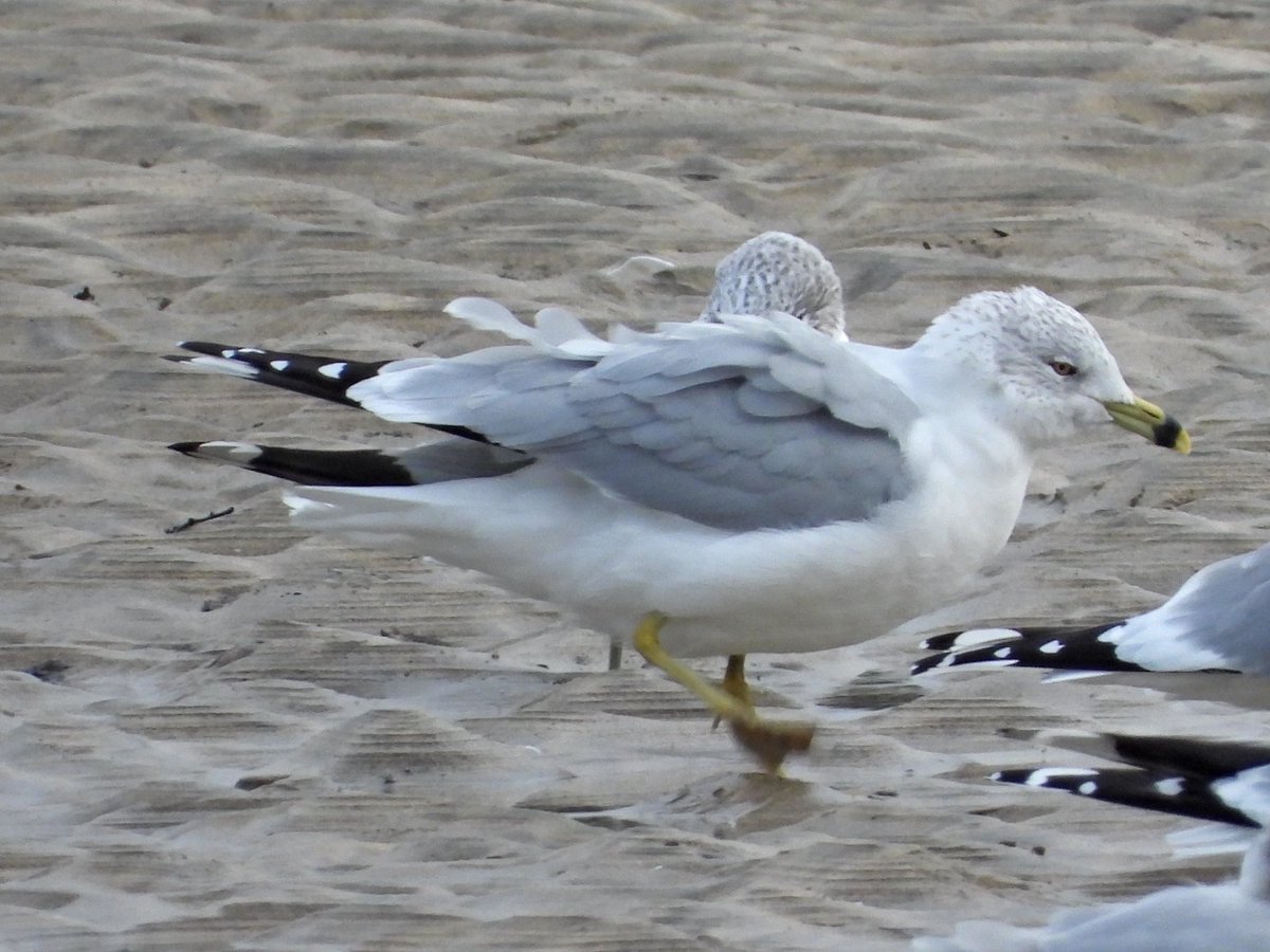 Alan Boddington tweet media