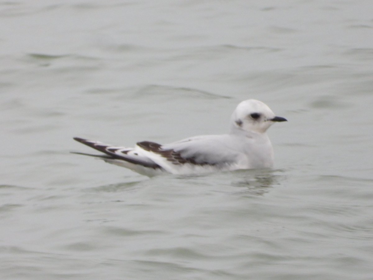 Alan Boddington tweet media