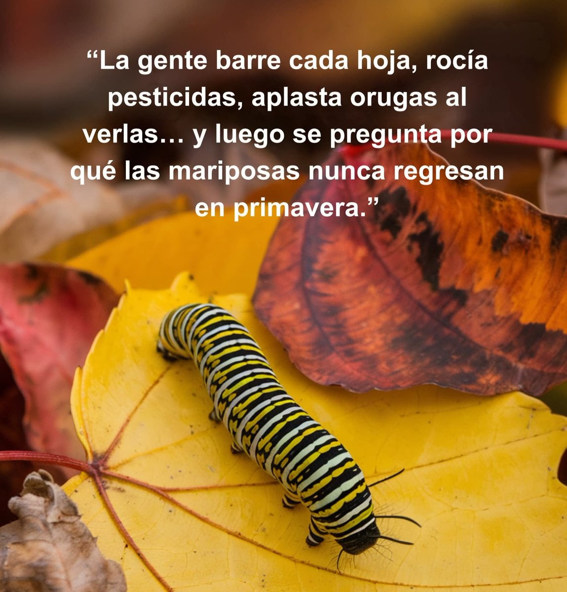 🦋 ¿Quieres más mariposas en tu jardín? Empieza por cambiar la mirada.