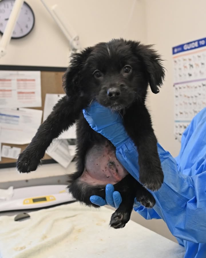 Helen Woodward Animal Center tweet media