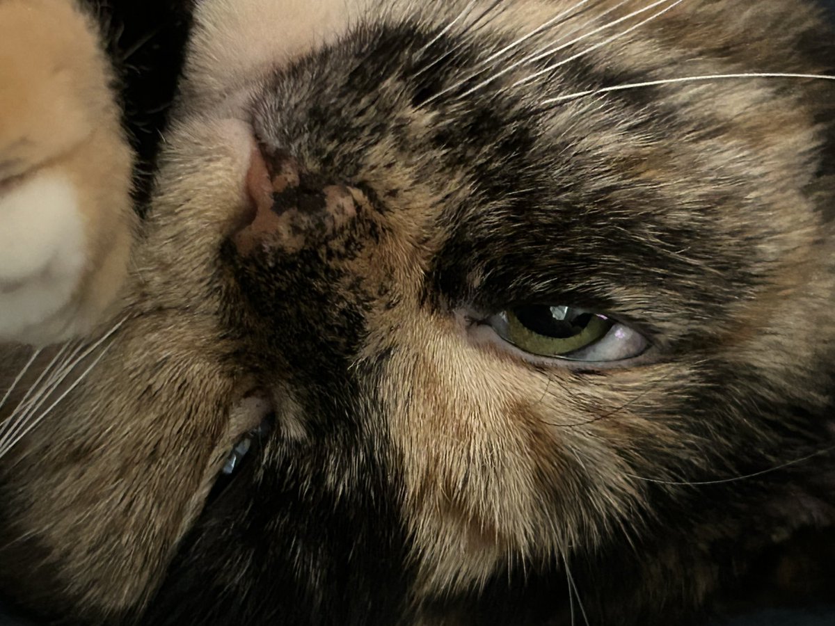 Missy Elliot III 🌈🐾 pinned! tweet media