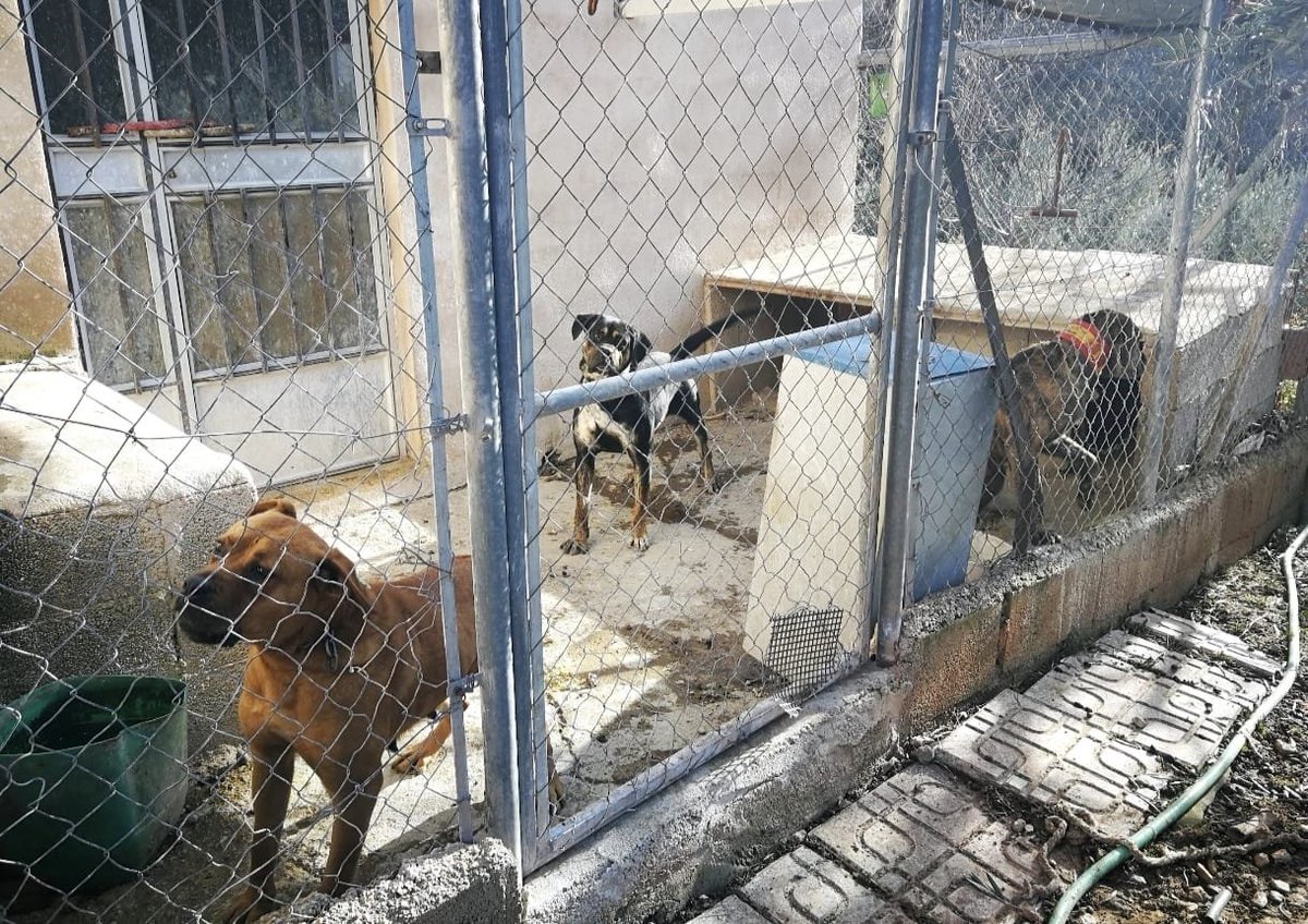AnimaAnimalSJD's tweet photo. Habéis mentido y habéis traicionado a seres inocentes.
Sois responsables de vidas perdidas que habéis abocado a la muerte y el maltrato. VENDRÁN ELECCIONES. No olvidaremos
@pbustinduy @AnimalesGob
@gobmapa @JoserraBecerra @MSocialGob
#NiUnPerroFuera https://t.co/bACyvzYabM