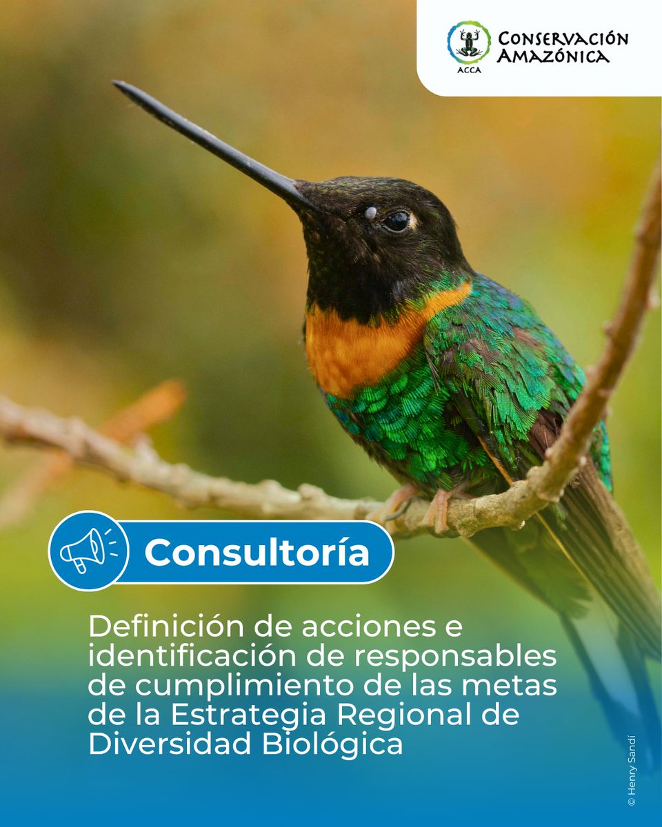 Conservación Amazónica - ACCA tweet media