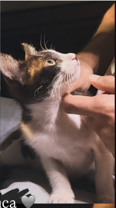 Avisha Forlife tweet media