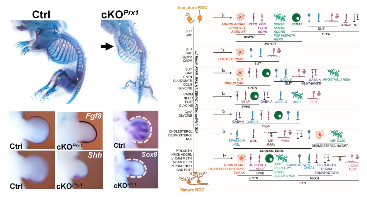 Developmental Biology tweet media