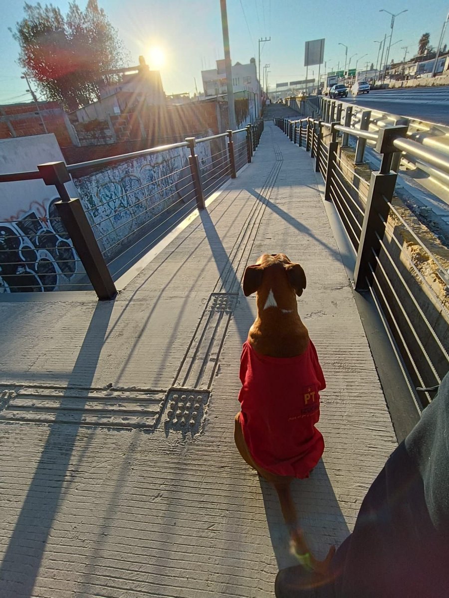 Se solicita el apoyo para Chato, el supervisor de la tarde <a href="/RUTA_Puebla/">RUTA Puebla</a> paradero 16 de Septiembre B de la Línea 4, quiere sacarlo. El perrito solo busca resguardo, los trabajadores y usuarios no tienen problema con el. No ladra, no molesta.
<a href="/armentapuebla_/">Alejandro Armenta</a> <a href="/silvia_tanus/">Silvia Tanús</a>