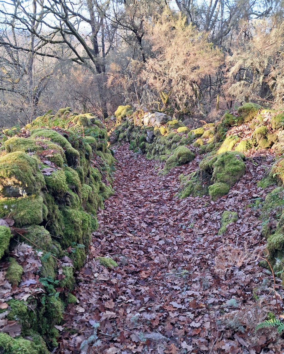 UolFree's tweet photo. Gustazo na #RibeiraSacra #Ourense #ParadaDoSil #sendeiros #camiños #paisaxe #paisaje #musgo #fieitos #senderismo https://t.co/FbFMFOIdWr