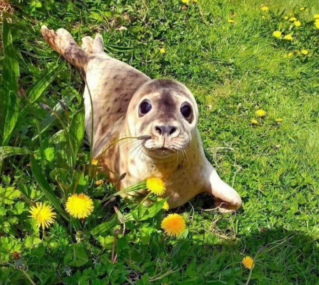 Herbuurna 🦭🇵🇷 tweet media