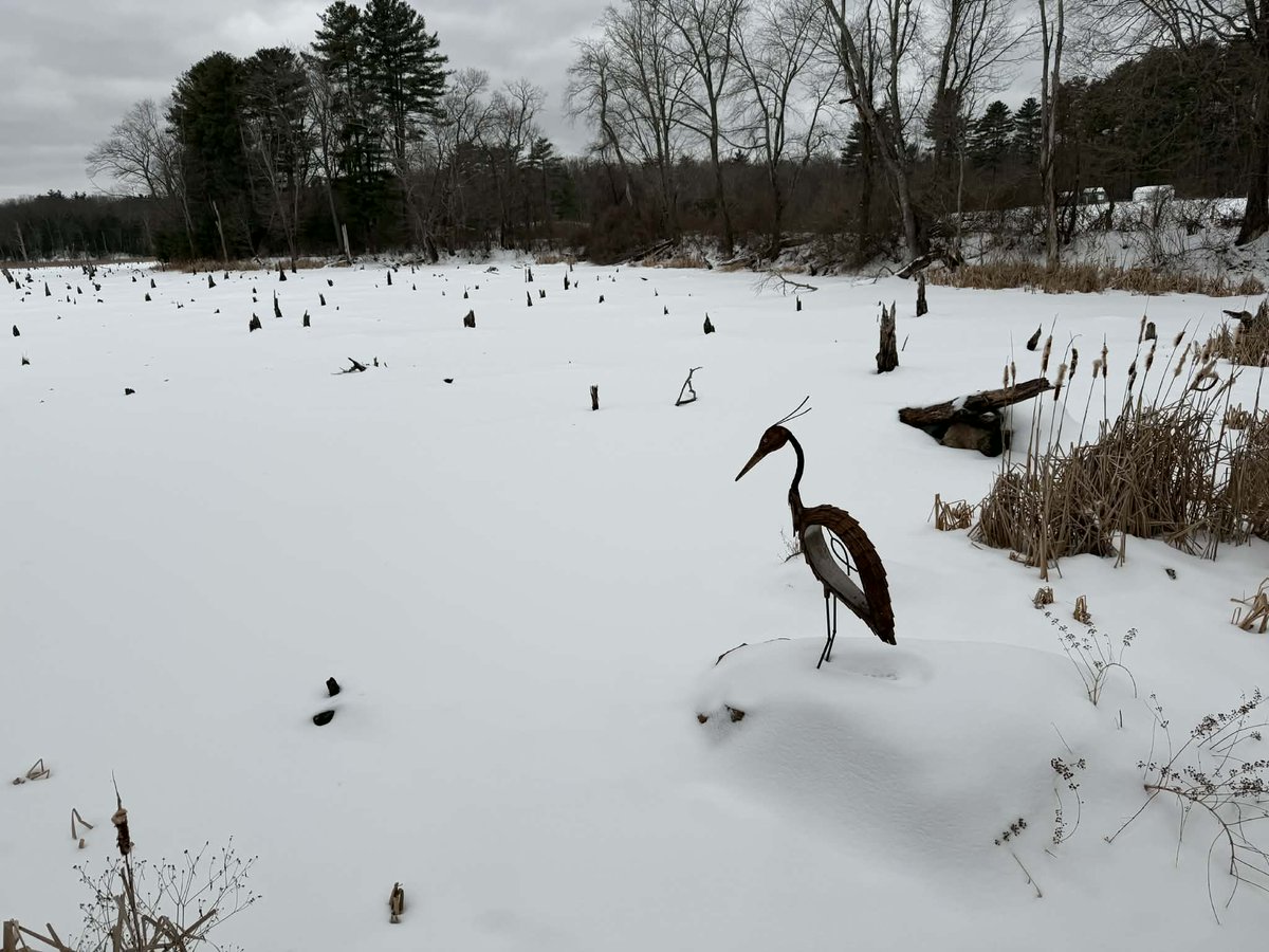 LongleyRd's tweet photo. This photo was just shared with me. This Blue Heron was built and installed last year on the Lake Wallace Sensory in Belchertown.

Thank you to the @BelchertownCC   for making this sculpture possible. I look forward to the next piece I am able to create. https://t.co/Ly7mjJjd0k