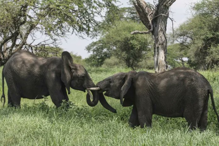Animal Matters tweet media