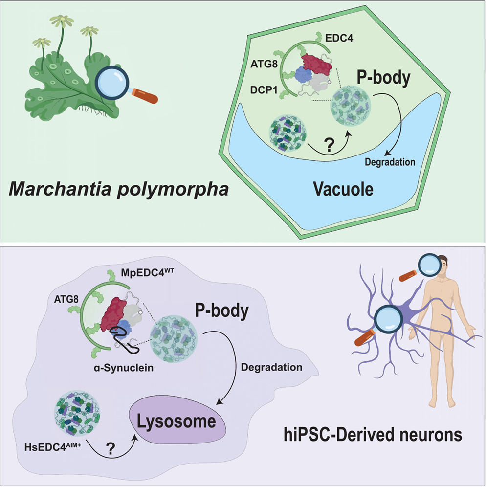 Yasin Dagdas tweet media