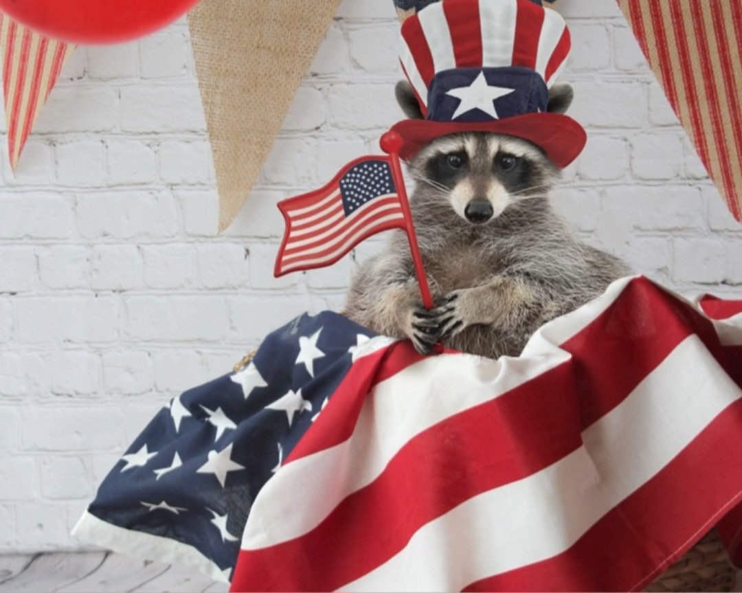 ✨Cosmic Raccoon✨ tweet media