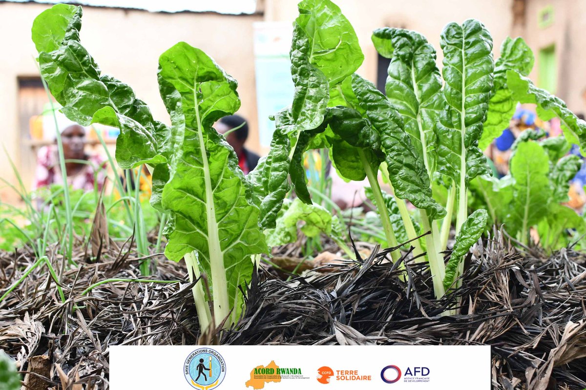 Save Generations Org tweet media