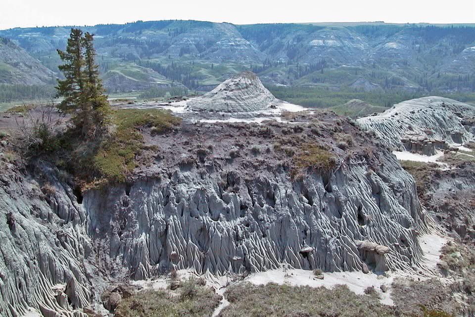 Todd Loewen tweet media