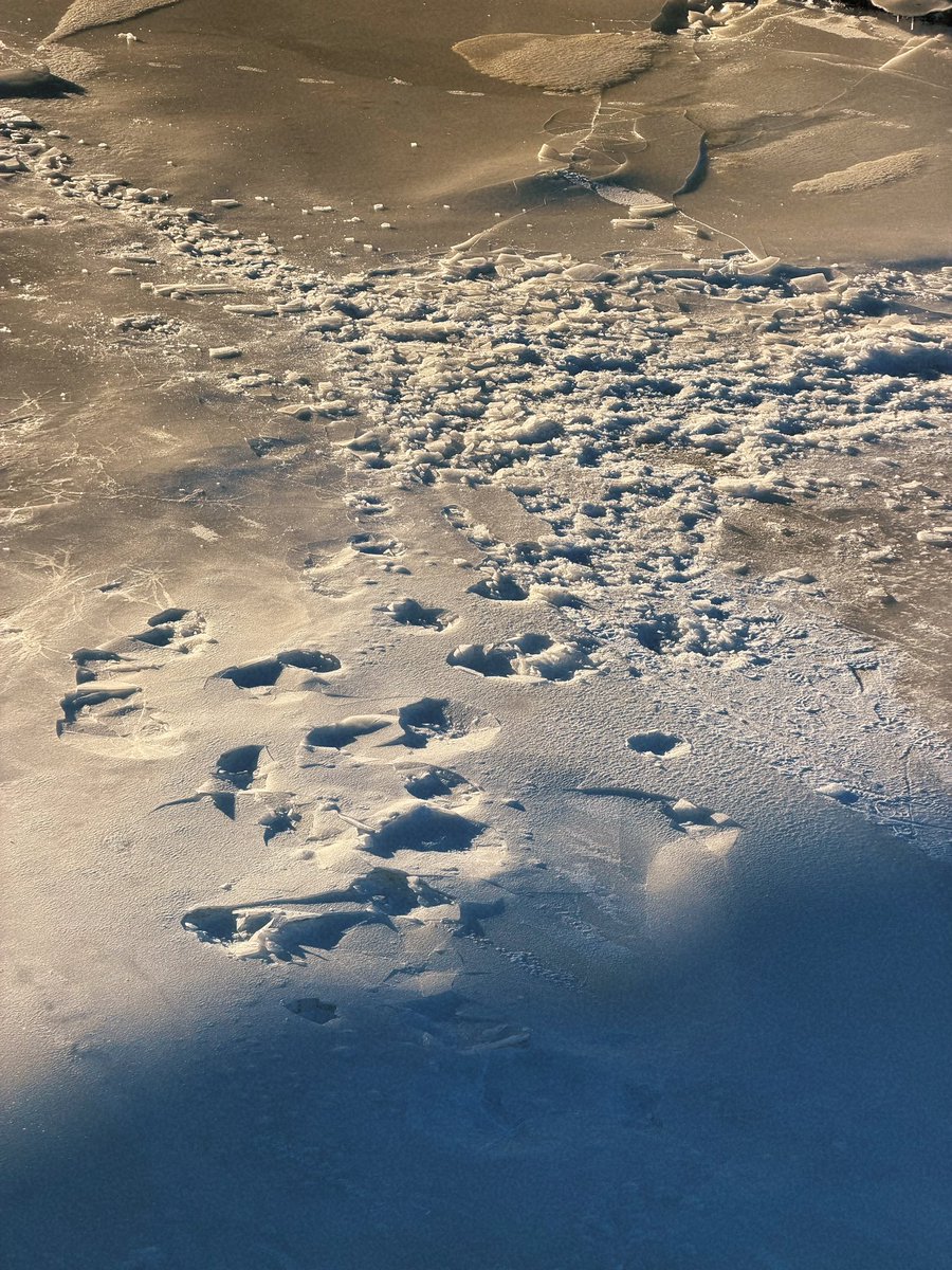 эчпочмоня tweet media