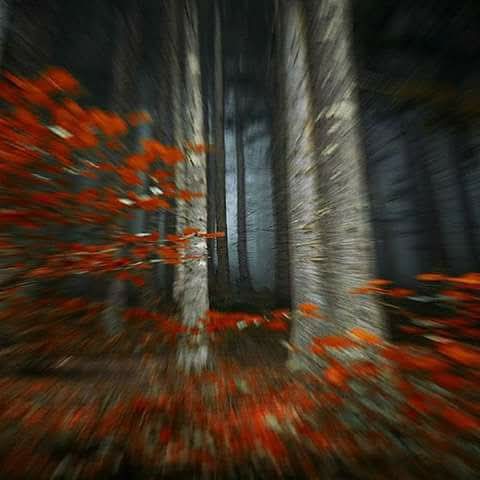 Ese bosque misterioso / que se extendía más allá del poblado / ese bosque tan plagado de fantasmas / ejerció siempre una atracción irresistible / Hasta que ese día, por fin, penetré en sus misterios / con la luna perdiéndose en la arboleda / y ya no pude escapar de sus fauces...