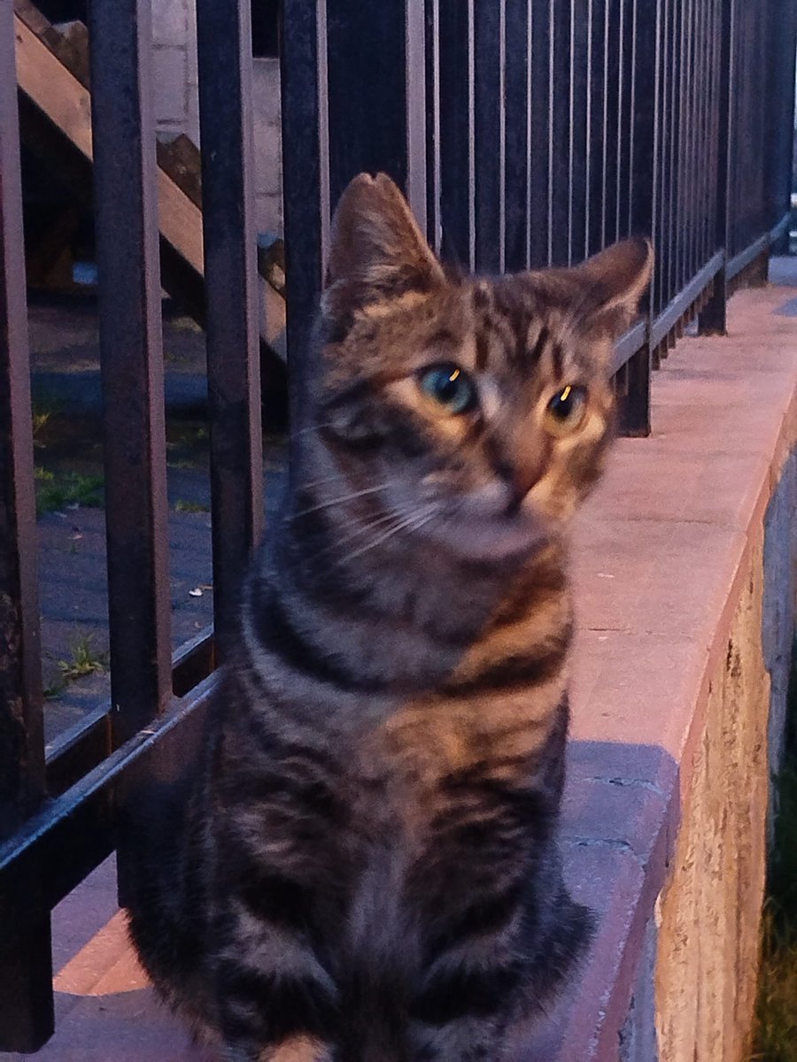 PatiGangs tweet media