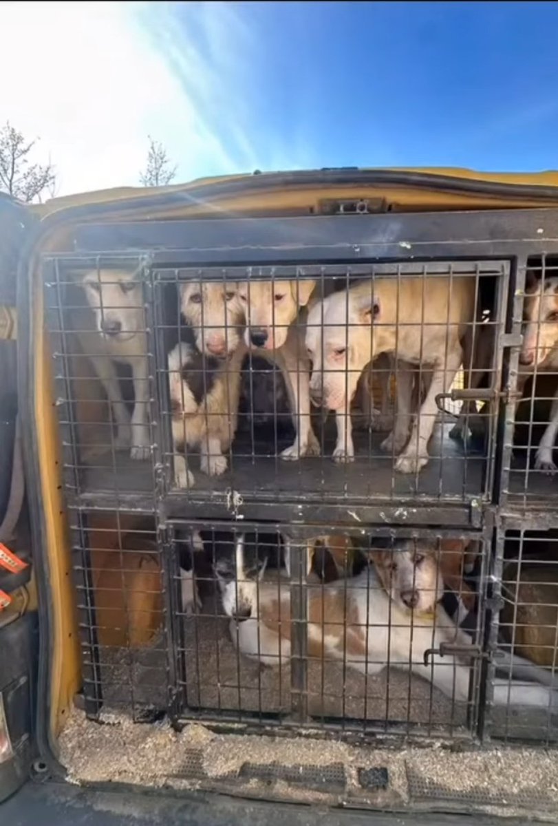 Porque todos los perros deben tener las mismas leyes. 
 <a href="/pbustinduy/">Pablo Bustinduy</a> <a href="/AnimalesGob/">D. G. Derechos Animales</a> #NiUnPerroFuera