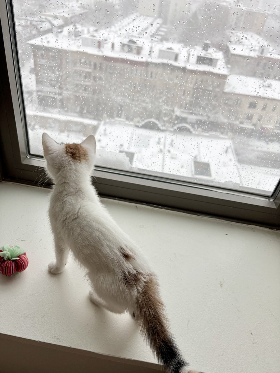 A.V. Marraccini tweet media