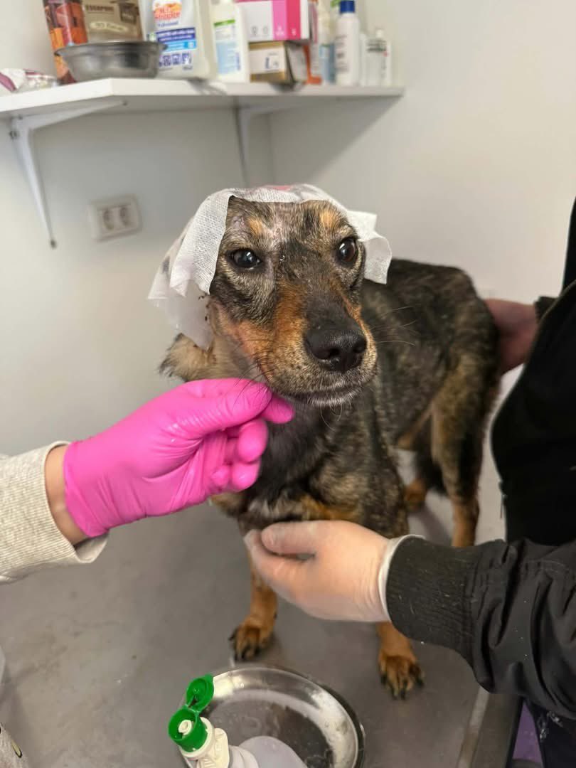 ❤️RACHEL, jeden Tag lässt sie die Wundbehandlung ohne Murren über sich ergehen und die ist sicher nicht angenehm. So ein liebes Mädchen❤️. Wir hoffen doch sehr, dass es liebe Menschen gibt die dieser Seele von Hund nach der Heilung ein Zuhause geben🙏
#AdoptDontShop #TreuePfoten