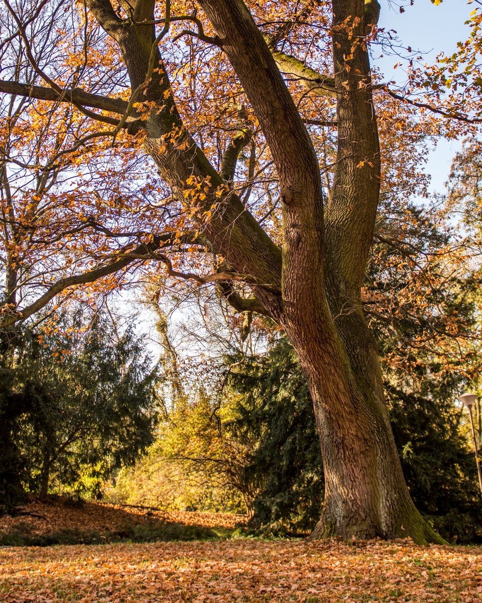 Nature Lovers Share Stunning Tree Trunks for #ThickTrunkT...