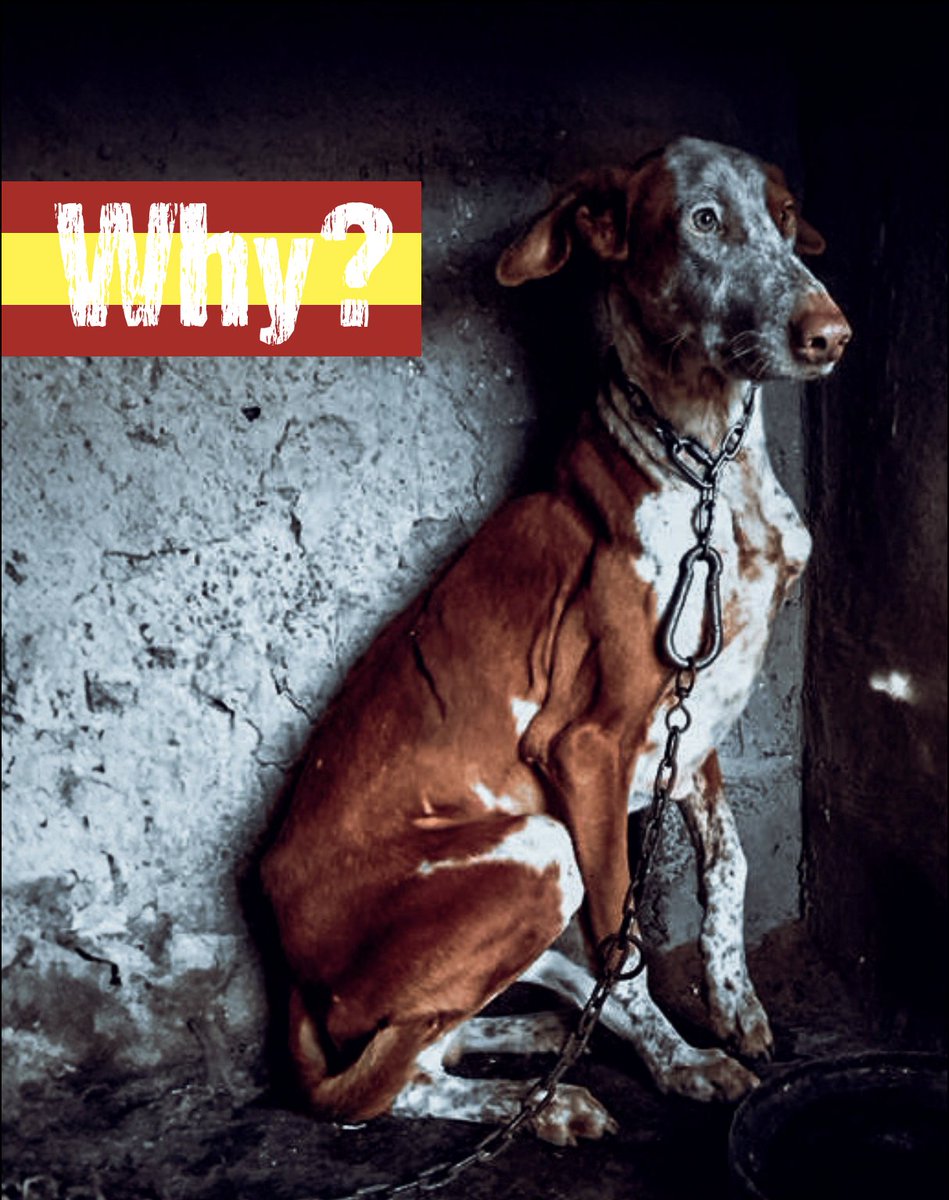 Pedimos una ley de protección animal estatal que proteja a todos los animales en todo el territorio nacional por igual.
<a href="/pbustinduy/">Pablo Bustinduy</a> <a href="/AnimalesGob/">D. G. Derechos Animales</a>  #NiUnPerroFuera