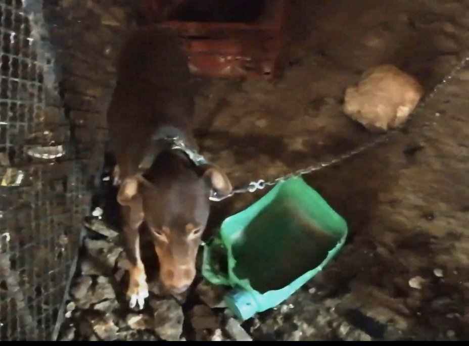 arbolesypaz's tweet photo. https://t.co/vI0A4Swrsz los perros de caza MERECEN trato digno. Encadenados prácticamente siempre, en lugares sucios y usados como si fueran objetos que procrean sin parar a otros objetos. @pbustinduy @AnimalesGob #NiUnPerroFuera No miréis a otro lado @JoserraBecerra https://t.co/8jd3i7z07U