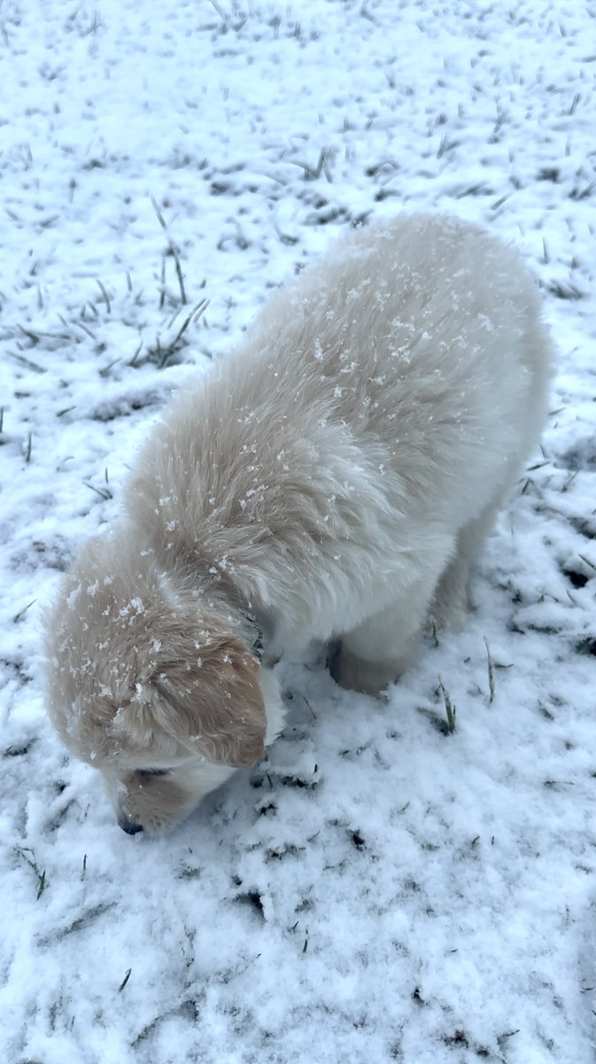 DogsOfKFF tweet media