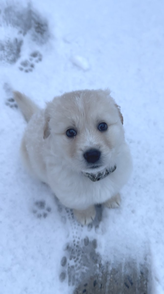 DogsOfKFF tweet media