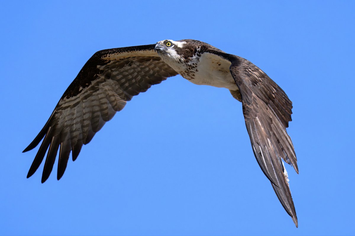 I was lucky to be able to go to Lake Berryessa last Spring, and see a lot of Ospreys at their nests, coming and going. Looking forward to another trip soon!