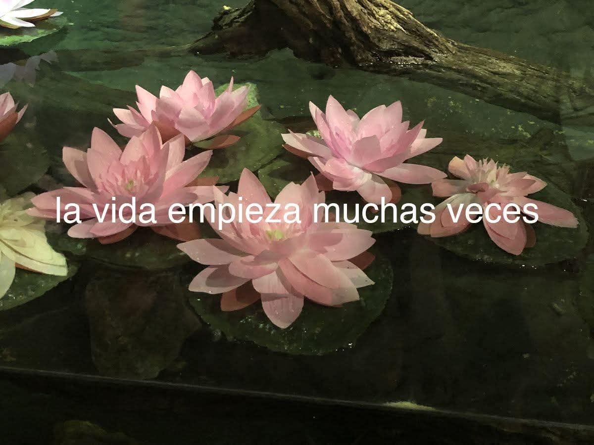 bauldefrases tweet media