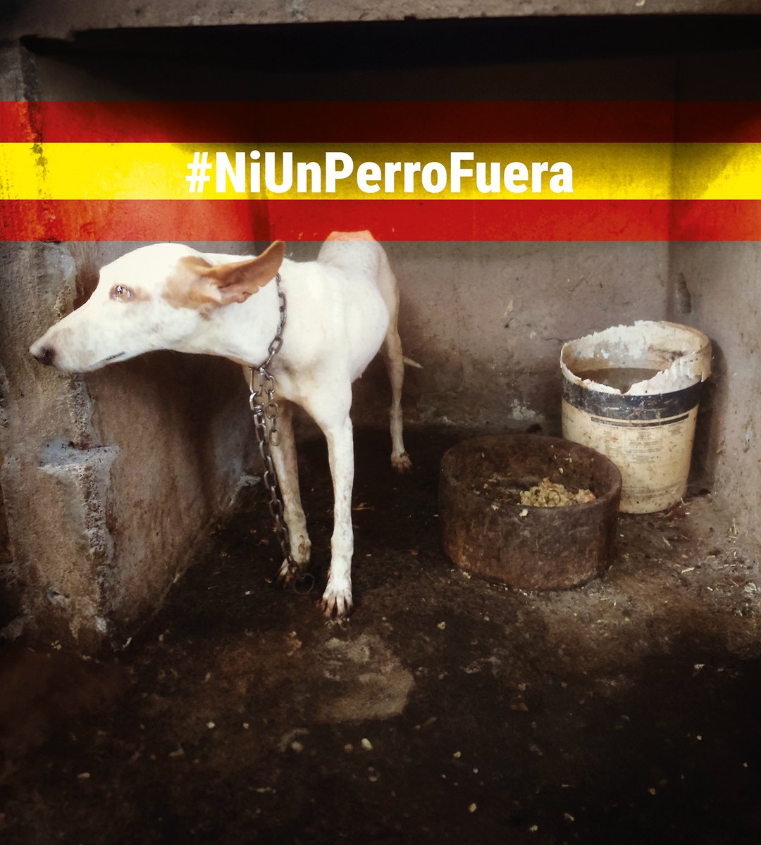 La Ley de Bienestar Animal no puede dejar fuera a cientos de miles de perros por el simple hecho de ser usados en actividades cinegéticas. ¿Qué clase de protección es esa?
<a href="/pbustinduy/">Pablo Bustinduy</a> <a href="/AnimalesGob/">D. G. Derechos Animales</a>
#NiUnPerroFuera

🌐 mismosperrosmismosderechos.org