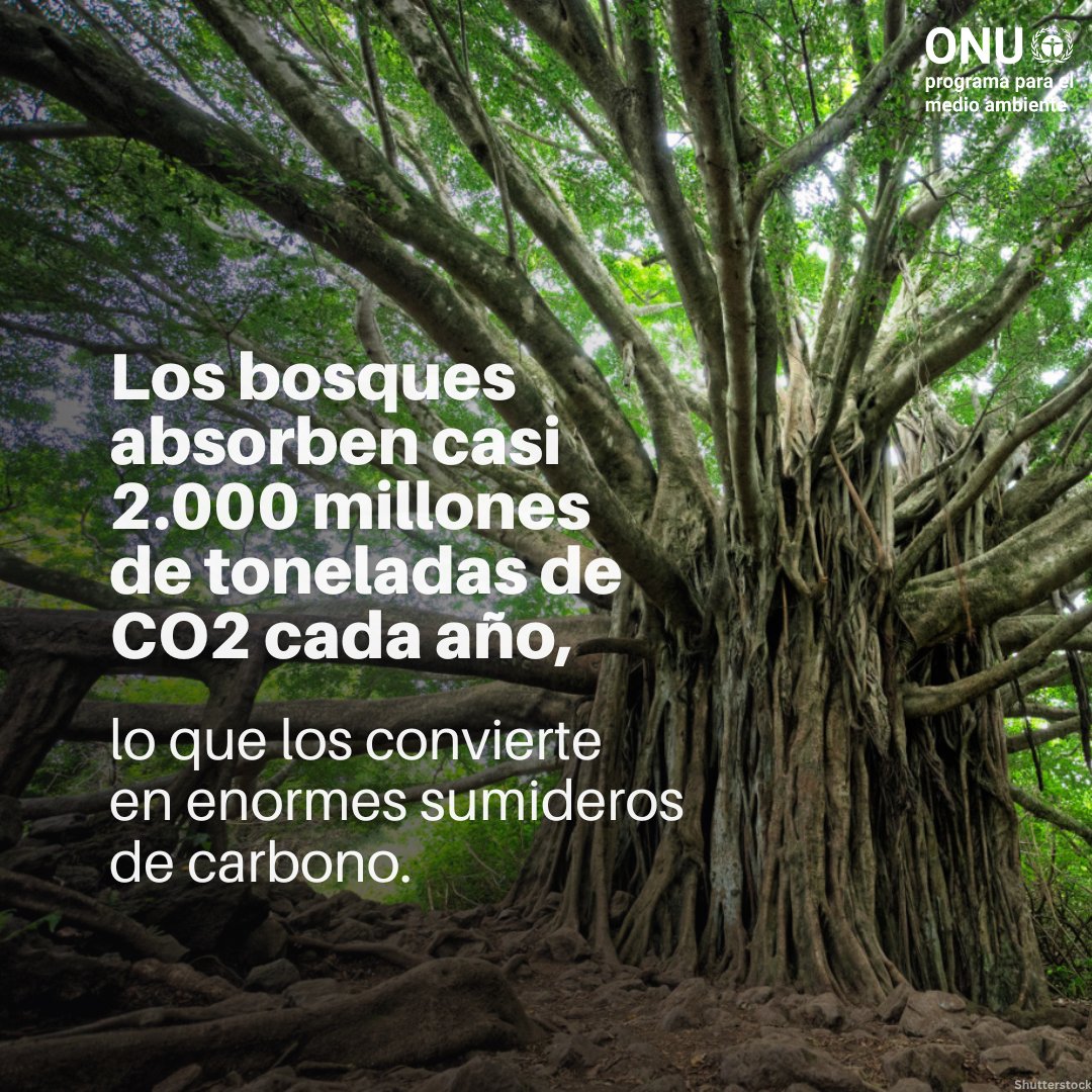 Los bosques son esenciales para la vida en la Tierra 🌎 — pero hemos perdido casi 500 millones de hectáreas desde 1990.

La buena noticia: la deforestación disminuye y 1 de cada 5 bosques está protegido.

Mantener ese progreso es clave para el planeta.

vía <a href="/unep_espanol/">Programa ONU Medio Ambiente</a>