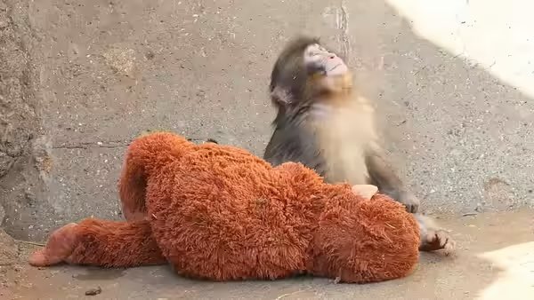 ᵖᵉⁿᵏ tweet media