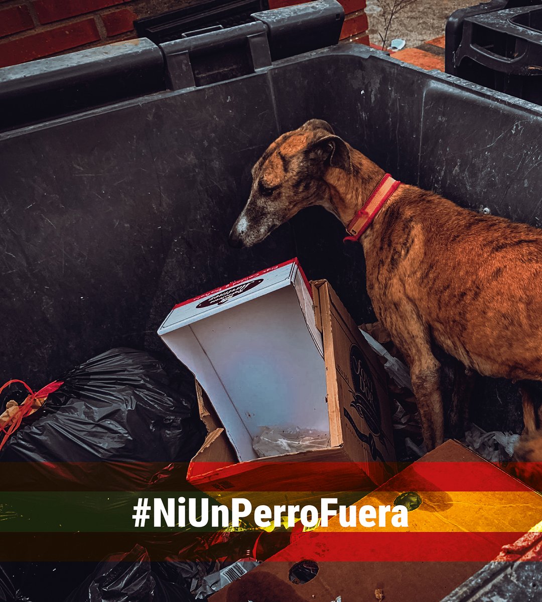 En España hay cientos de miles de perros de caza. Muchos son abandonados, maltratados o sacrificados al terminar la temporada. La ley debe protegerlos. No mañana. AHORA.
<a href="/pbustinduy/">Pablo Bustinduy</a> <a href="/AnimalesGob/">D. G. Derechos Animales</a>

#NiUnPerroFuera