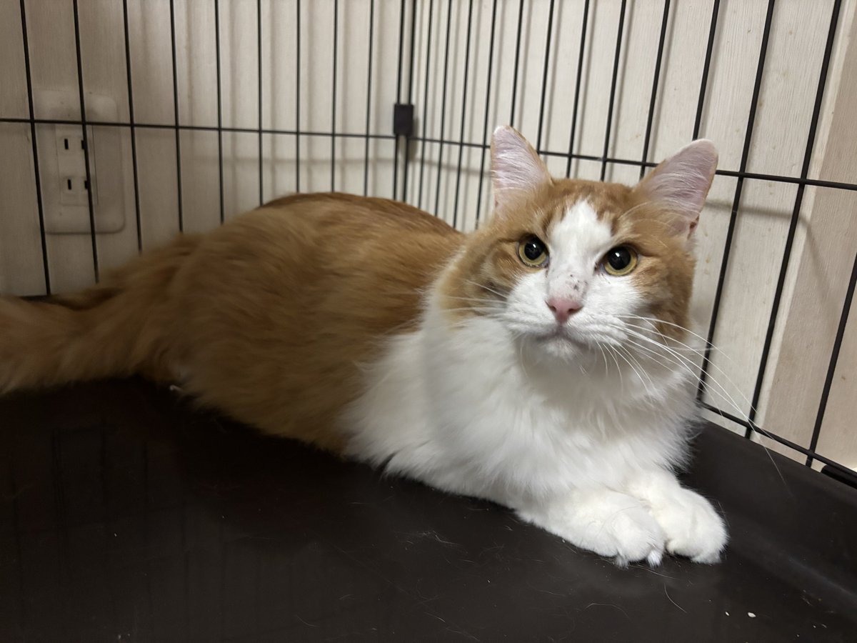 ブラッシング後のレオ
最近ブラッシング中に噛んで叩いてしてくるので大変🤣イケメンになりましたね