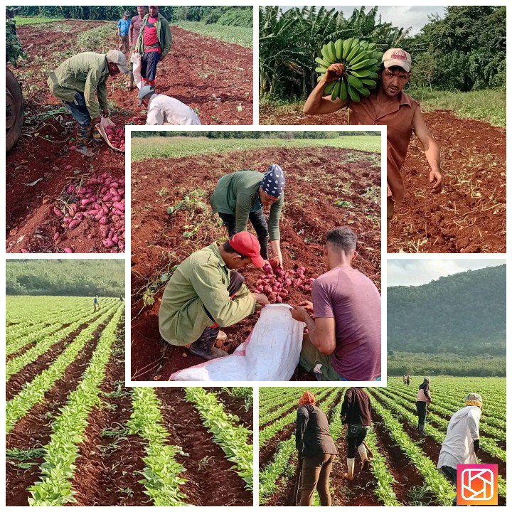 La CPA Mártires de Bolivia, demostrando que #SíSePuede , nuestra admiración y respeto siempre, orgullo de los Cunagüeros, reconocimiento a todos sus cooperativistas y su consagrada Presidenta. #GenteQuePoneElAlma #CubaEstáFirme  #BoliviaXCuba.