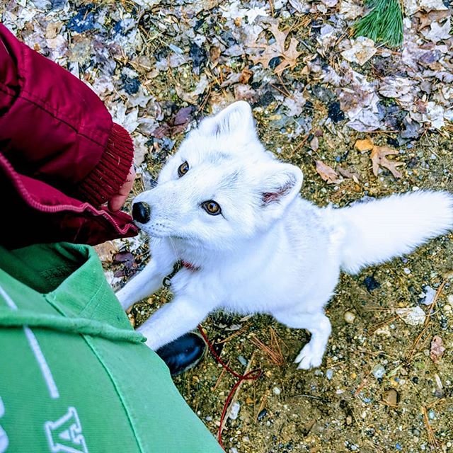 ❄️🦊