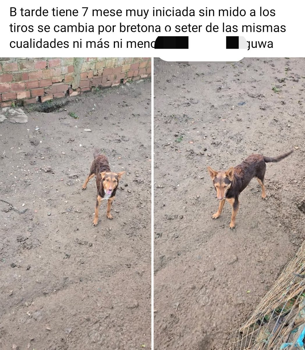 No son cromos, no deben permitir que esto siga ocurriendo. 

 <a href="/pbustinduy/">Pablo Bustinduy</a> <a href="/AnimalesGob/">D. G. Derechos Animales</a> #NiUnPerroFuera