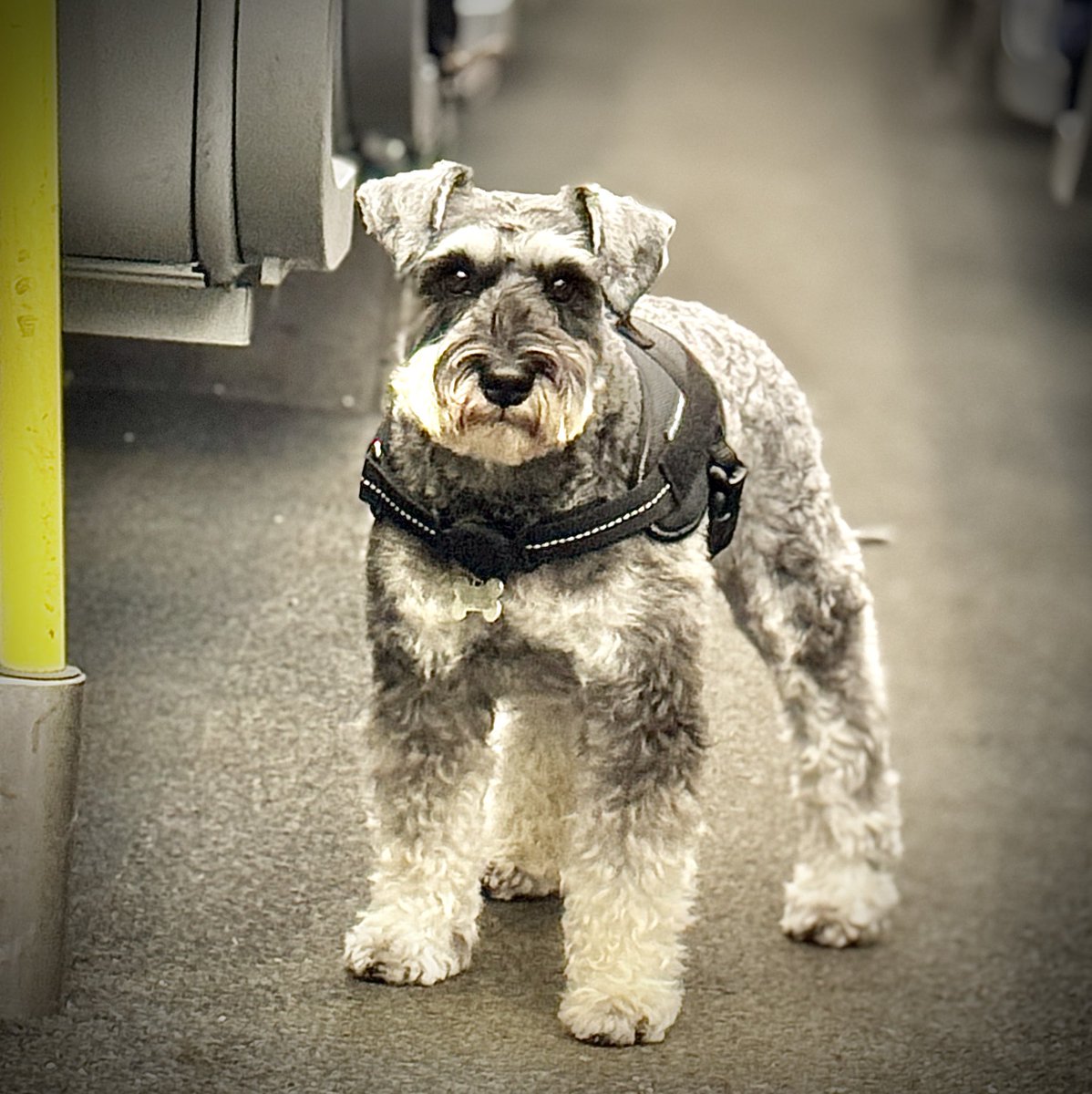 Kieran Brown #FRSA 🏴🇪🇺🏳️🌈 tweet media