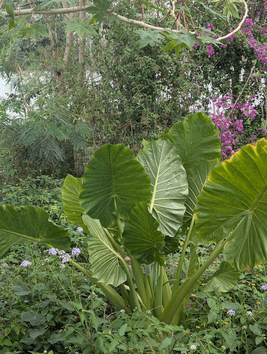 ᑭᖇᑌᖴᖴE et les Mounous au Yucatán ☀️ tweet media