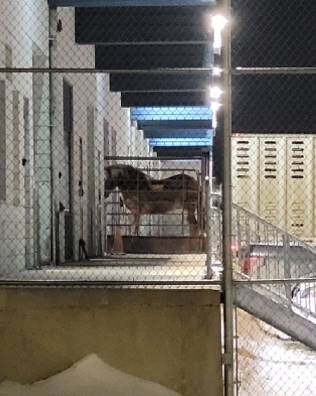 Animal Justice (@AnimalJustice) on X