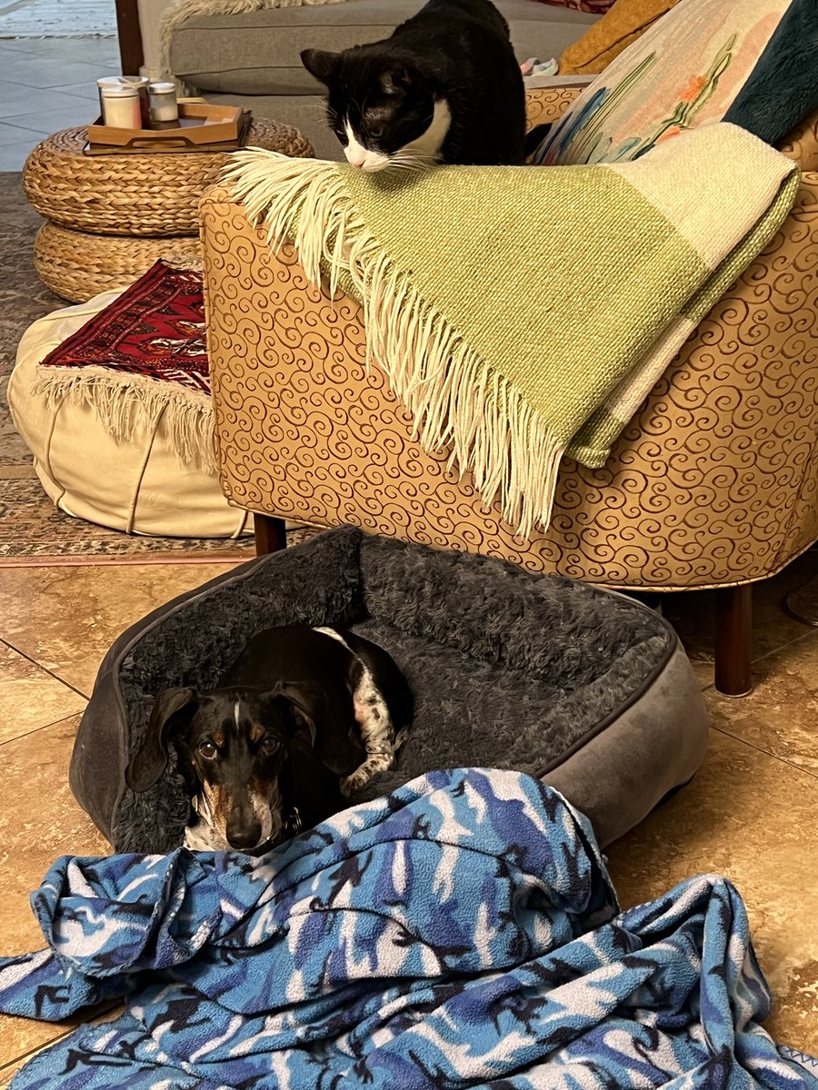 AMP2's tweet image. He wanted my breakfast. She wanted him out of his own dog bed so she could sleep in it. #Cousins