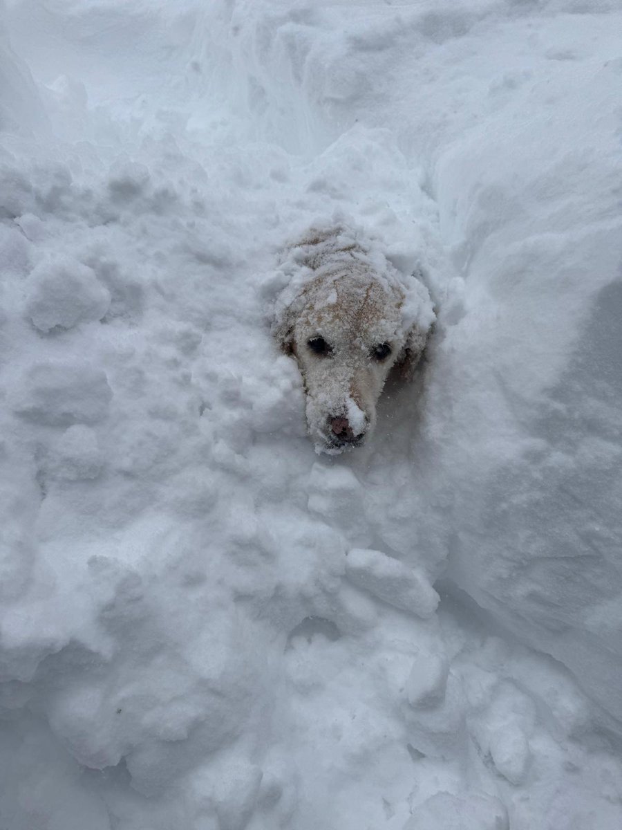 Photo for cuteness! Now that we have your attention, the Ship History Center is closed for a snow day. We hope everyone affected by the winter storm is staying warm and safe.

Image: Ben, our Membership Coordinator's dog, enjoying the snow! Photo by Amy Rajack.
