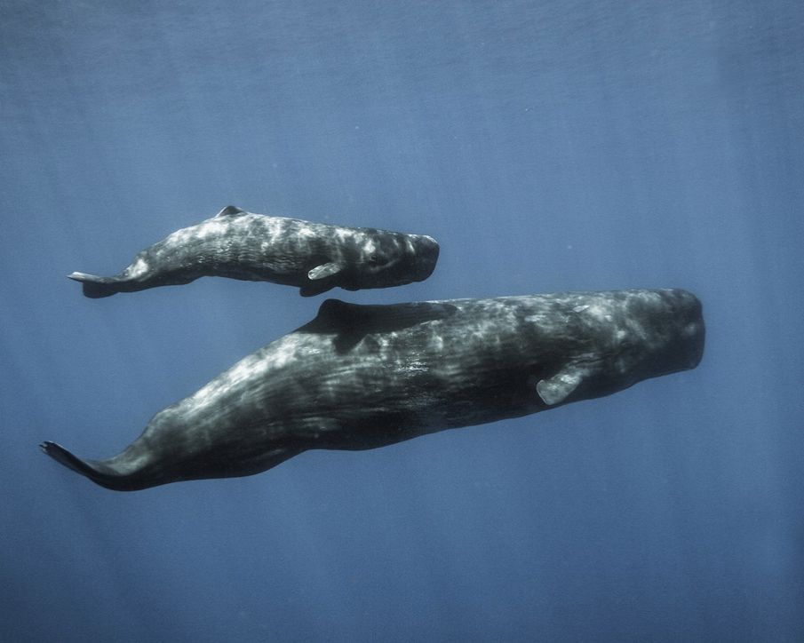 dear whales - protect whales as human