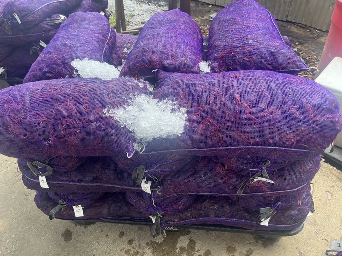 The Little Dooey's 🔥 tweet media