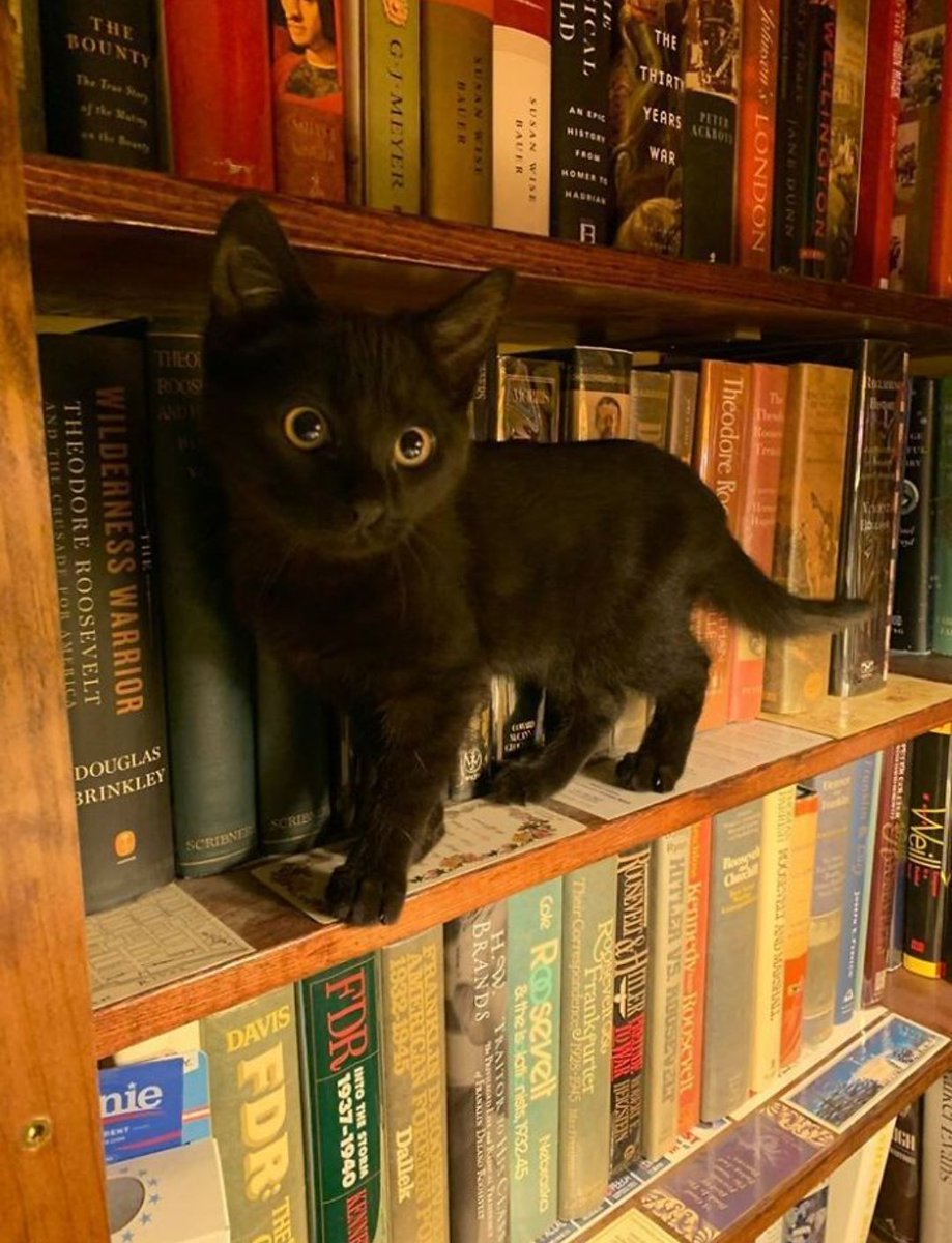 🦋how does pinterest see you?

character
tattoo
doll
animal