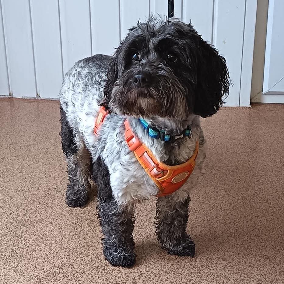 🐕FOUND DOG🐕 

🐶 Male #crossbreed 

📍Found: Little Haven #Pembrokeshire #wales 

🐾 Microchipped but unable to contact owner

If this is your dog please: 

📞 01437 781745 (9am-5pm) 

📧 team@greenacresrescue.org.uk 

🆔 Proof of ownership &amp; council release fee required

🐶If