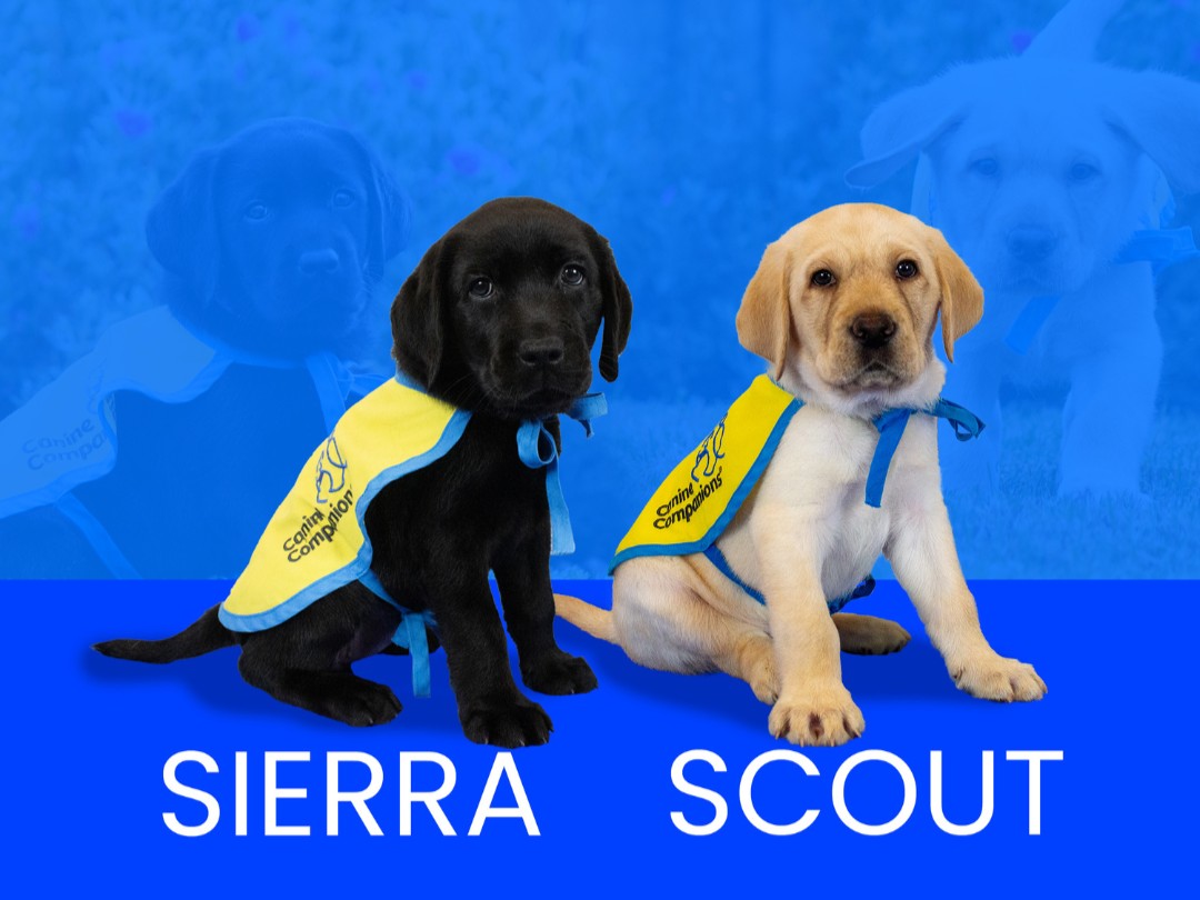 canineorg's tweet photo. 🚨 LAST CHANCE - Saturday, 2/28, is the last day to sponsor puppies Sierra and Scout to help them become successful #servicedogs! 🐕‍🦺💙 

🐾 Sponsor now: https://t.co/O0OEIEqeMR  

#puppymonday #puppy #sponsor #servicedog #giftideas https://t.co/x1jhqyrpkV