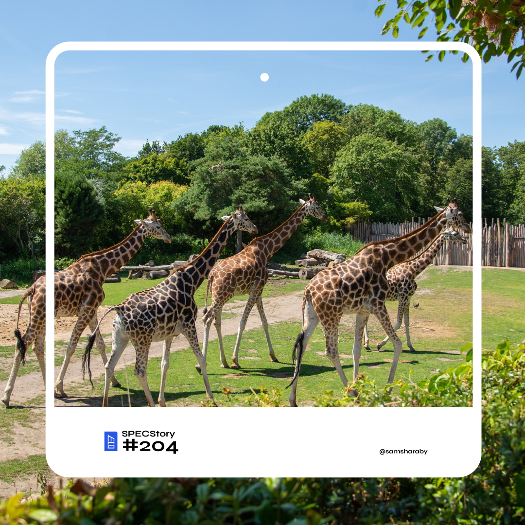 MadisonSPECS's tweet photo. SPECS Story #204:
While reviewing specialty assets and land improvements for a safari, Cost Seg Expert Sam Sharaby got to feed the giraffes and gorillas. Understanding every asset in every environment is part of how we deliver value - and yes, that includes wildlife parks. https://t.co/RrMkqkZ1nM